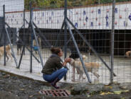 CHP’li Arhavi belediyesi köpekleri çamaşır ipiyle topladı hayvan severleri tehdit etti iddiası
