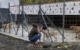 CHP’li Arhavi belediyesi köpekleri çamaşır ipiyle topladı hayvan severleri tehdit etti iddiası