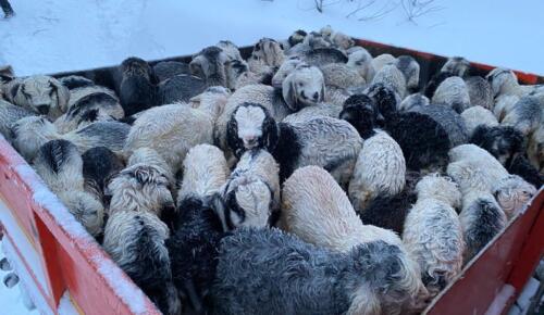 Yenilmezler Off-Road Kar altında kalan hayvanları kurtardı