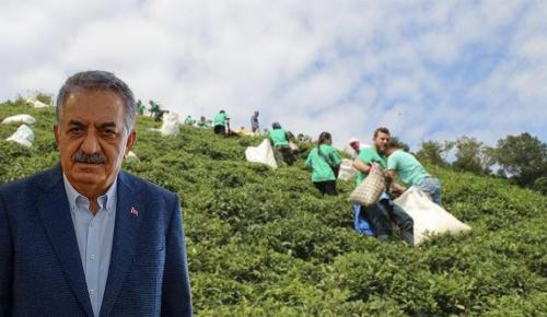 Çay Kanunu ile İlgili Konuşan AKP’li Yazıcı: “Çay Fiyatını Ulusal Çay Konseyi Açıklayacak.”