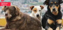 Sokak köpekleri tartışması: ‘Canlı düşmanı bir projeyle karşı karşıyayız’