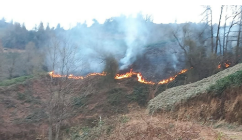 Artvin’de Çıkan Orman Yangını Halka Endişe Yarattı