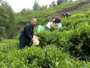 Çay üreticileri meclisi temsilcilerinden Recep Memişoğlu:”Çay üreticisinin de örgütlenmelerine engel çıkartanlar, suç üstü yakalanmışlardır”