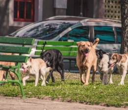 Sokak köpeklerine dair düzenleme için gözler TBMM’de